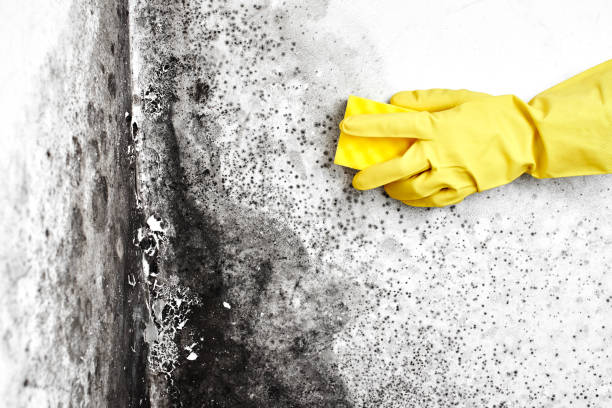 Best Black Mold Removal  in Nevada City, CA