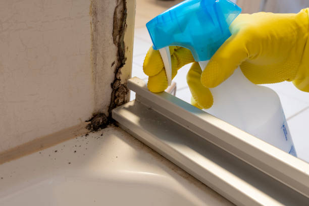  Nevada City, CA Mold Removal Pros