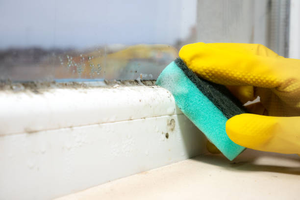 Best Toxic Mold Removal  in Nevada City, CA
