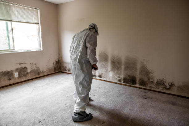 Best Mold Removal and Inspection  in Nevada City, CA