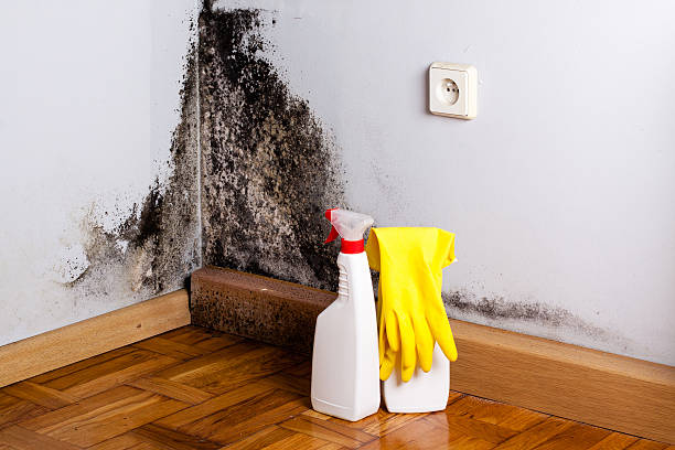 Best Certified Mold Removal  in Nevada City, CA
