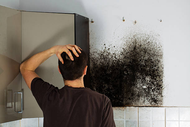 Crawl Space Mold Removal in Nevada City, CA