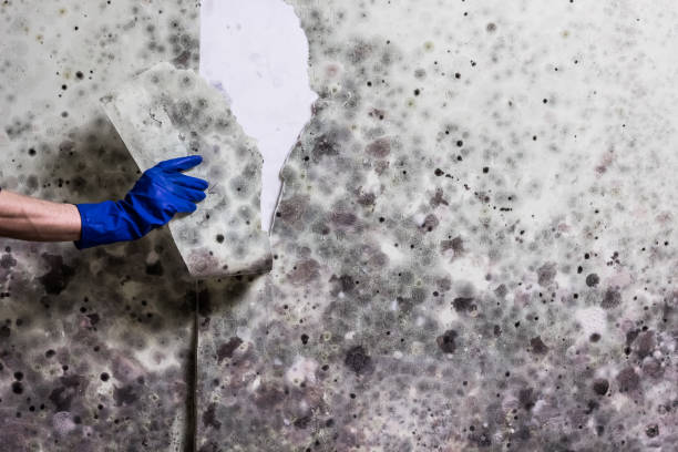 Best Mold Removal Near Me  in Nevada City, CA