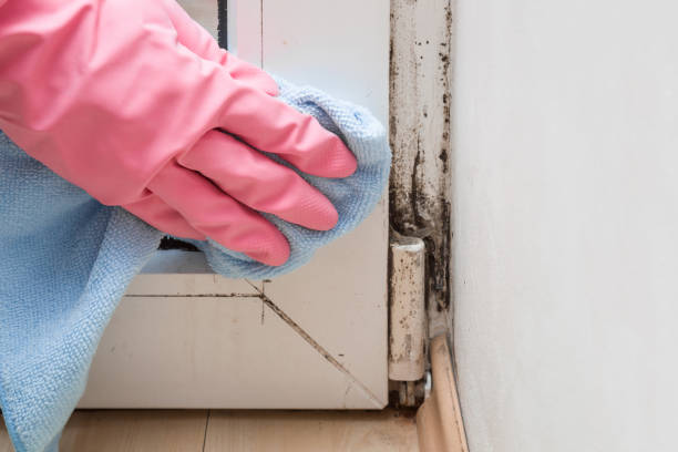 Best Attic Mold Removal  in Nevada City, CA